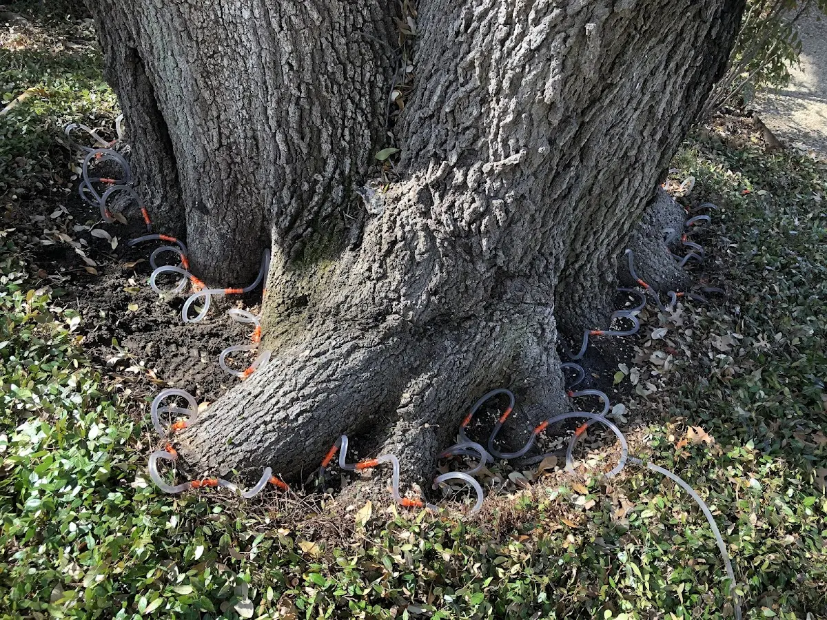Detailed Tree Cabling and Bracing job site in New Site