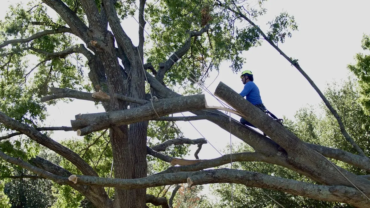 Professional Hazardous Tree Removal performed by certified arborists in New Site