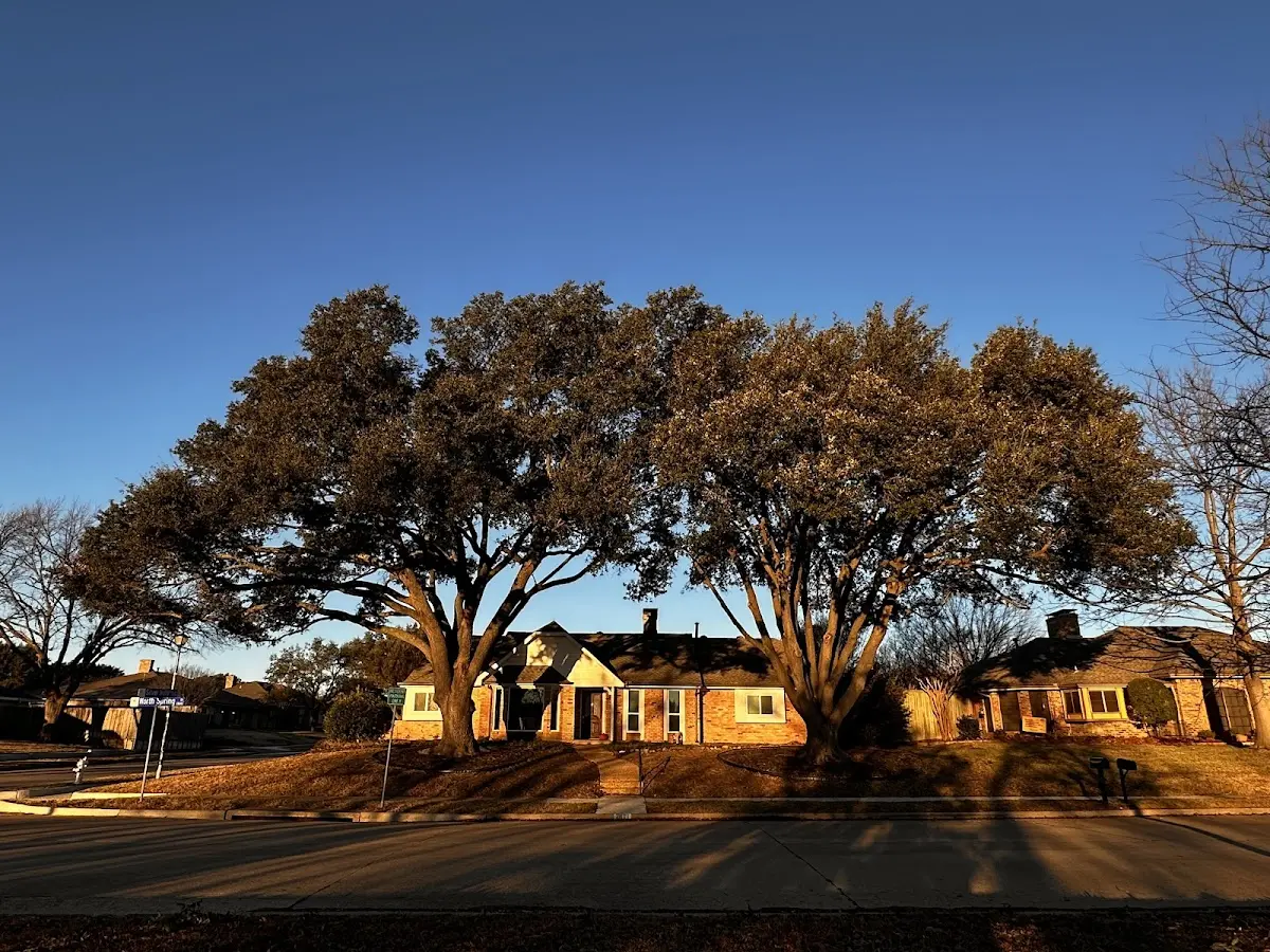 Established residential canopy tree shading a home in New Site