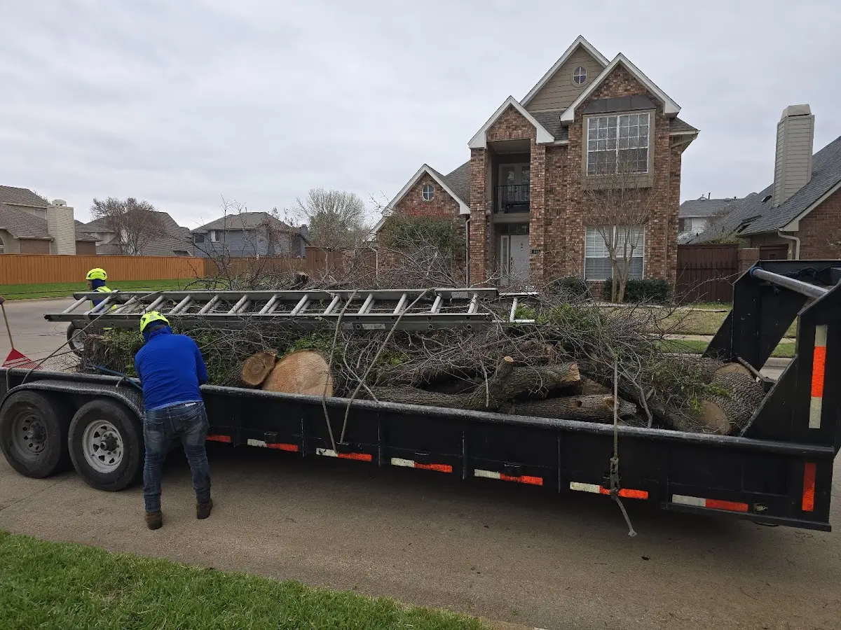 Expert Tree Removal with proper safety equipment in New Site